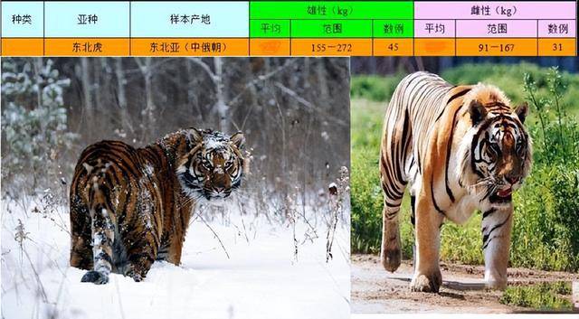 成年野生东北虎体重图片