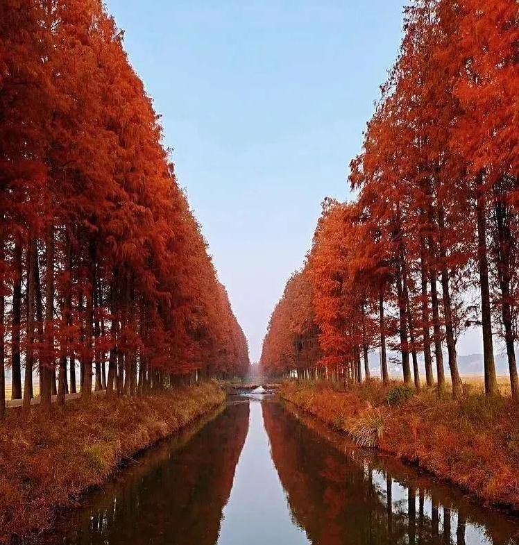 美丽祁东,家乡的冬季,这里风景独好_水杉_大自然_美景