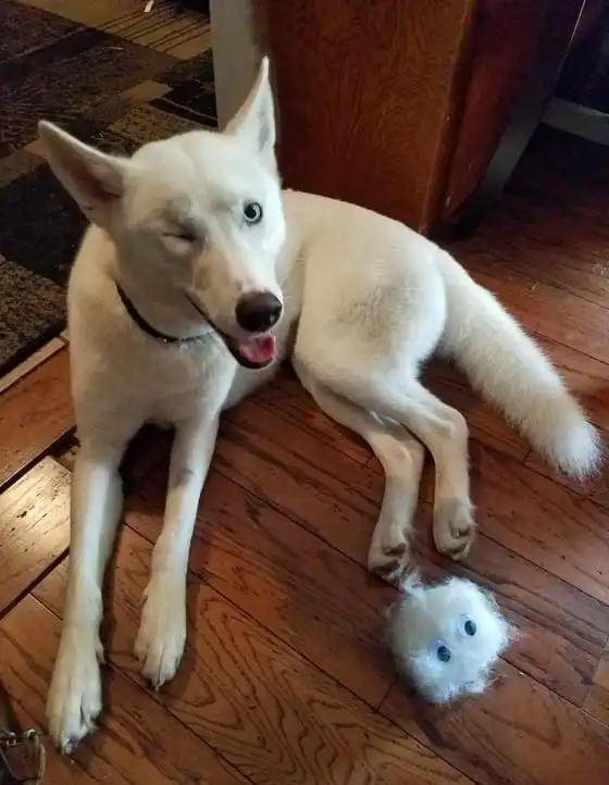 人类_安吉拉·佩里_基因组