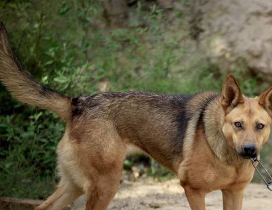 狼狗在他们心中是凶猛的,厉害的,可以吓的土狗夹住尾巴纷纷逃命的大