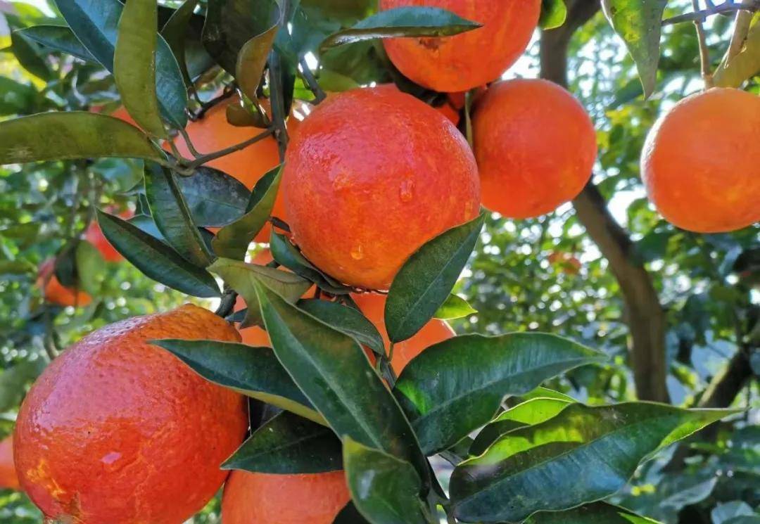 带血色的橙子,跟血红宝石一样,重庆长寿的血橙,你肯定没吃过_果肉