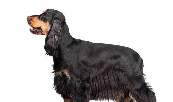 可卡犬的独白:虽然我个小,但不影响我是一只优秀的枪猎犬_美国_和英国