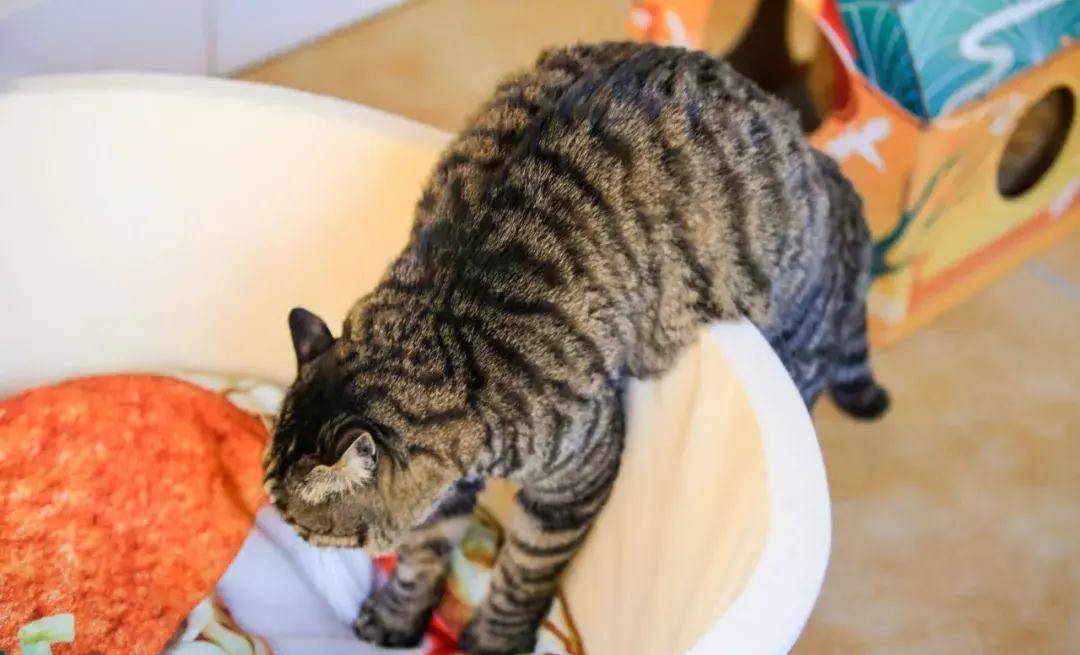 橘座vs狸花,谁的猪化能力更强_身材_现象_猪猪