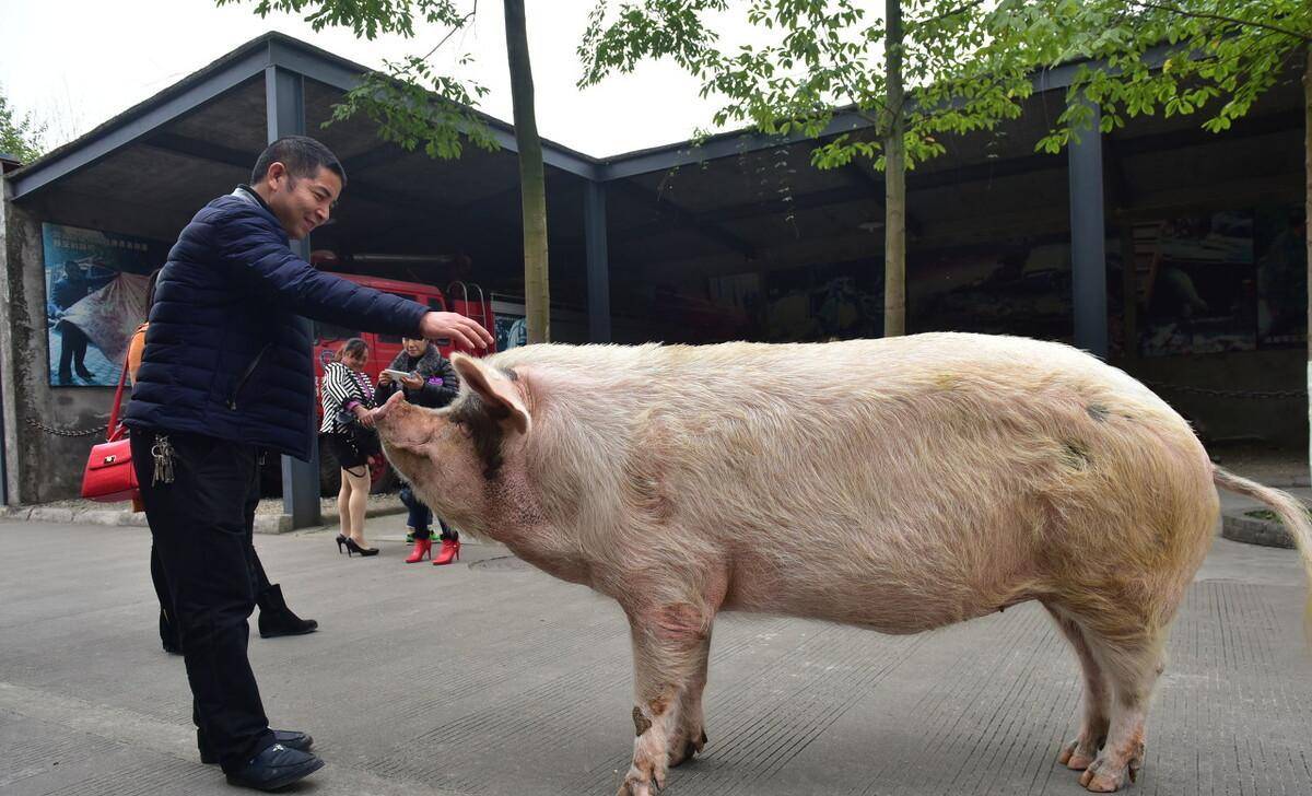 2019猪年春晚禁猪图片