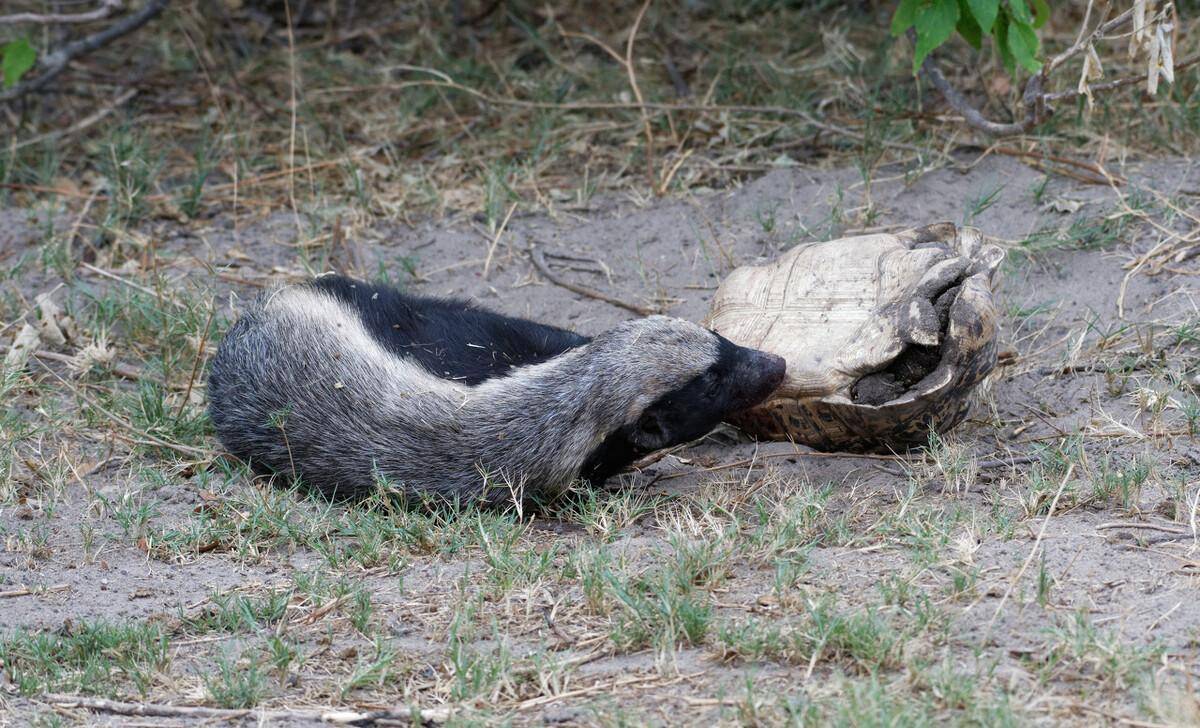 平头哥蜜獾不仅把毒蛇当辣条,它们还喜欢咬雄狮的蛋蛋_手机搜狐网