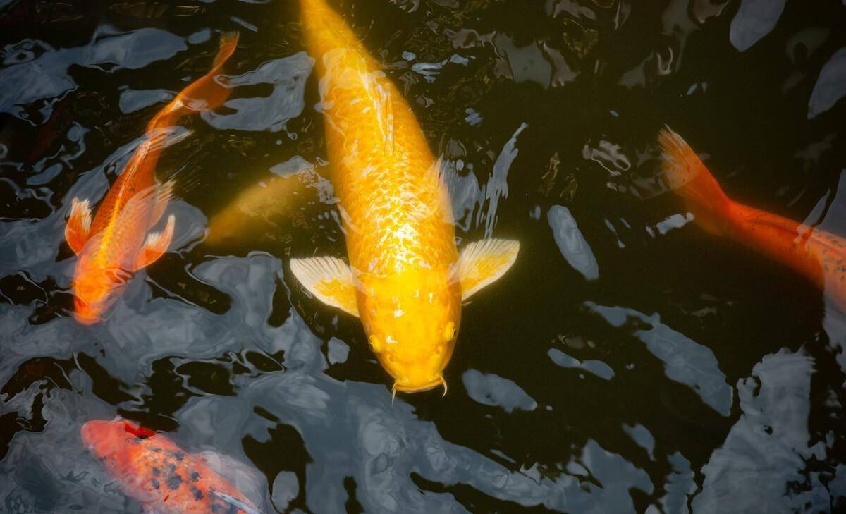 水族知识