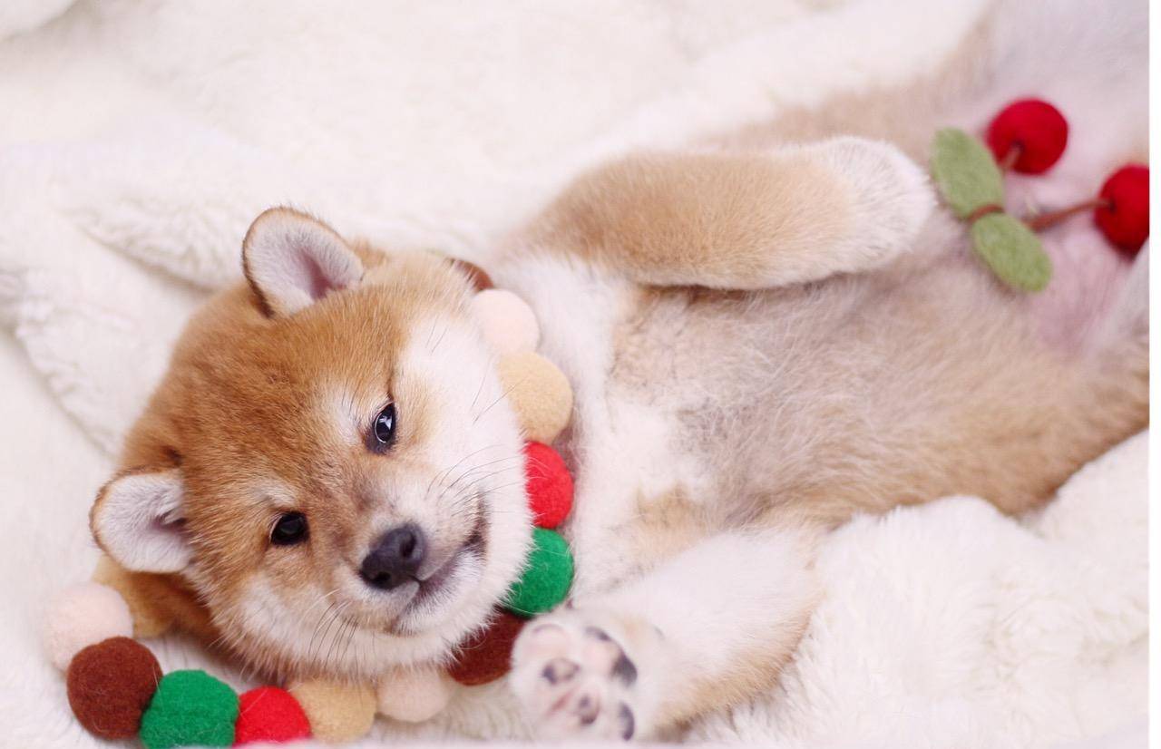 柴犬幼犬大概多少钱一只？柴犬价格深度剖析_搜狐网