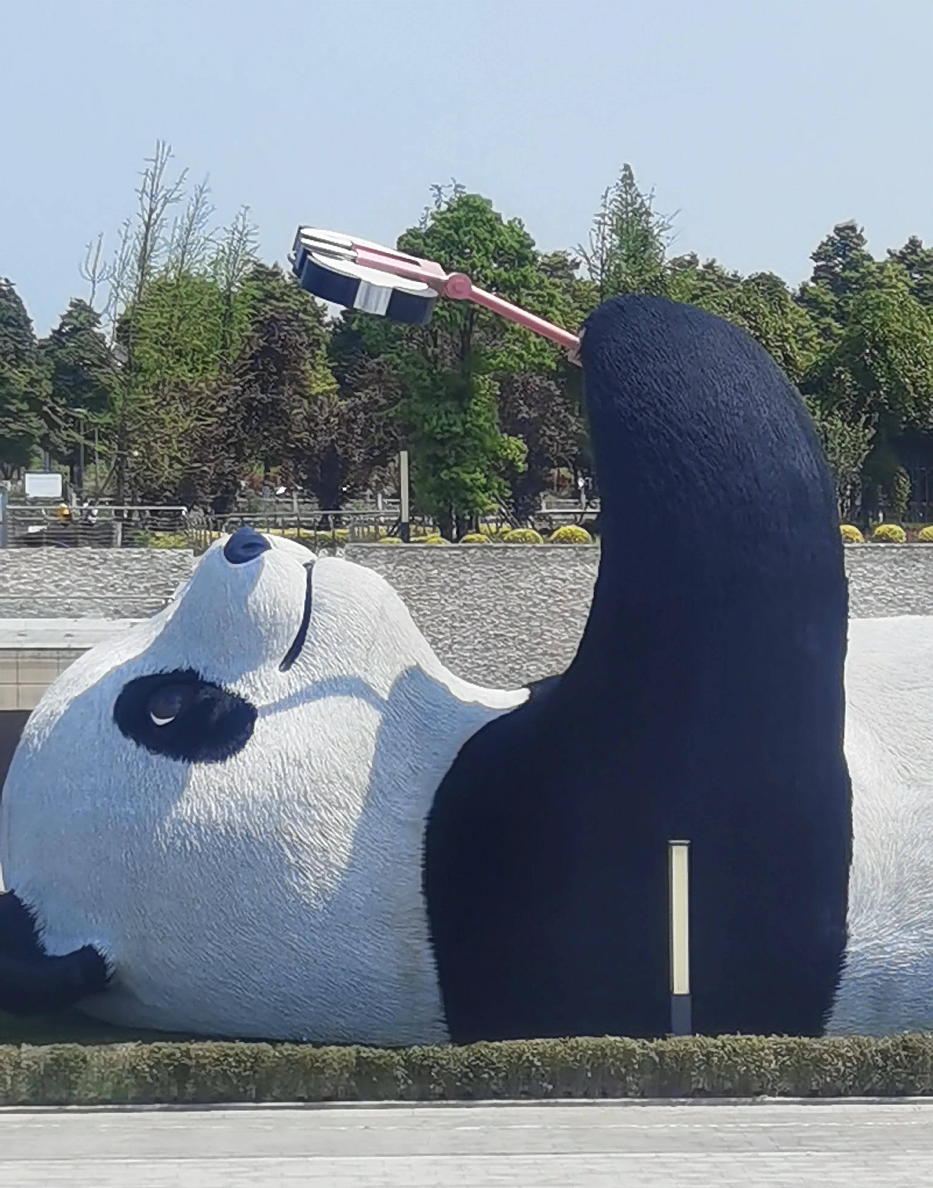 都江堰自拍熊猫图片
