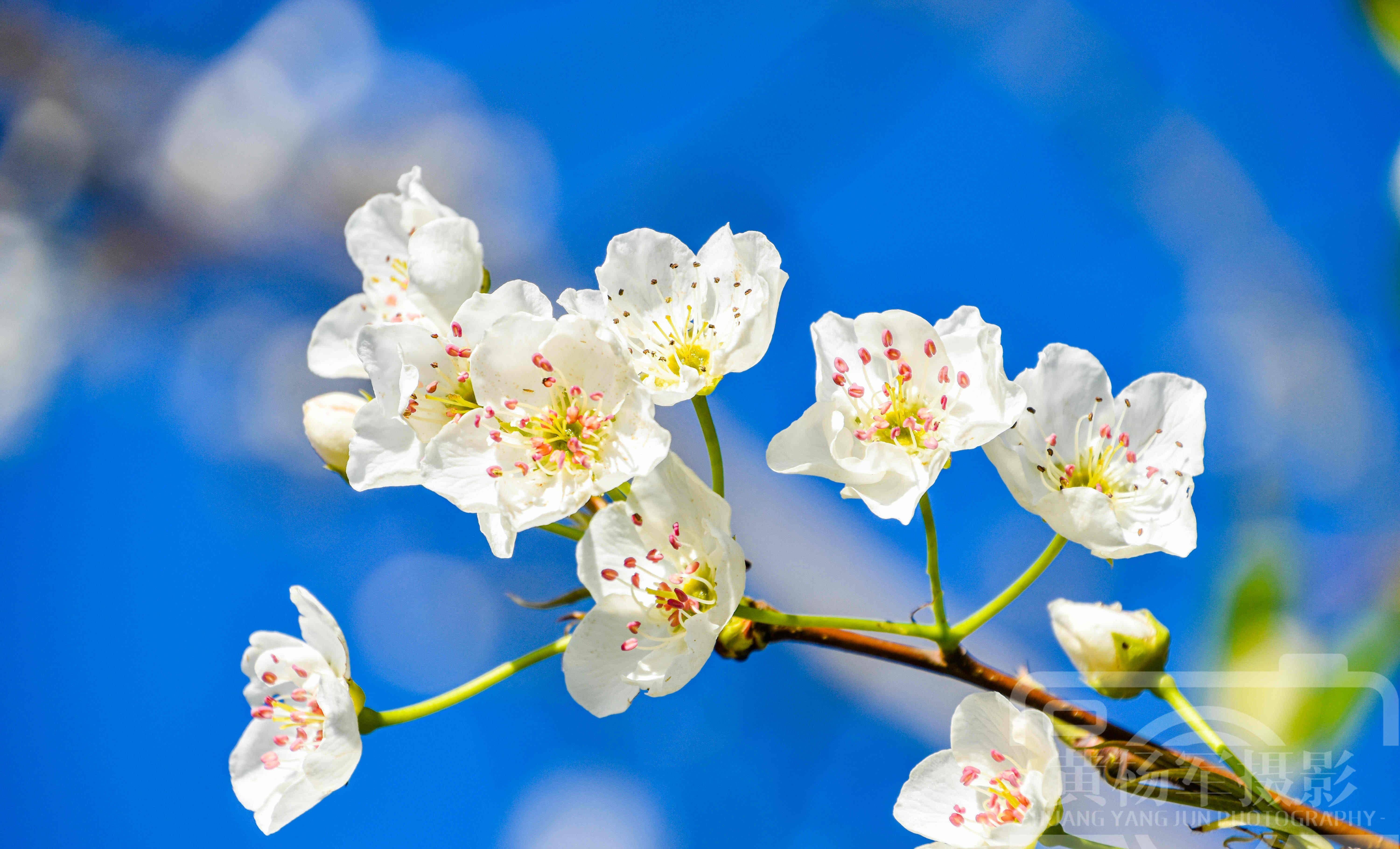 的梨花,阳光下亮丽如白雪的花儿很美,花瓣靓艳含香