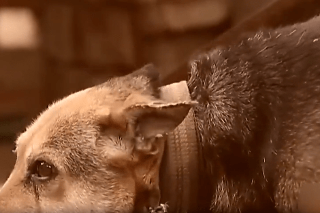 狗咬了一口,立马就去打了疫苗,不料当天就离开了人世_孩子_奶奶_狼狗