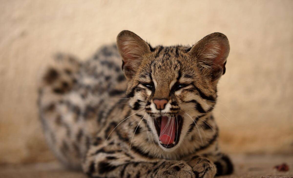 野猫入侵全球,人猫矛盾不断激化,澳大利亚要消灭200万野猫