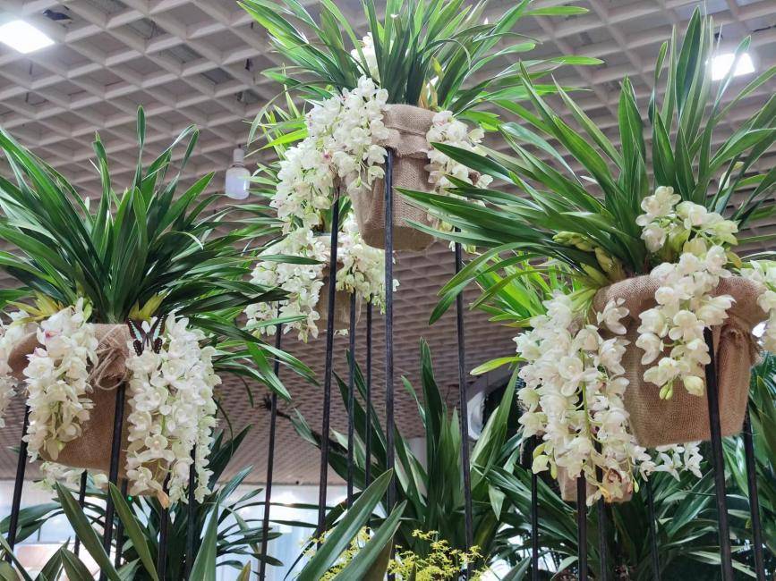 南京中山植物园第三届兰花展开幕_展览_品种_蕙兰