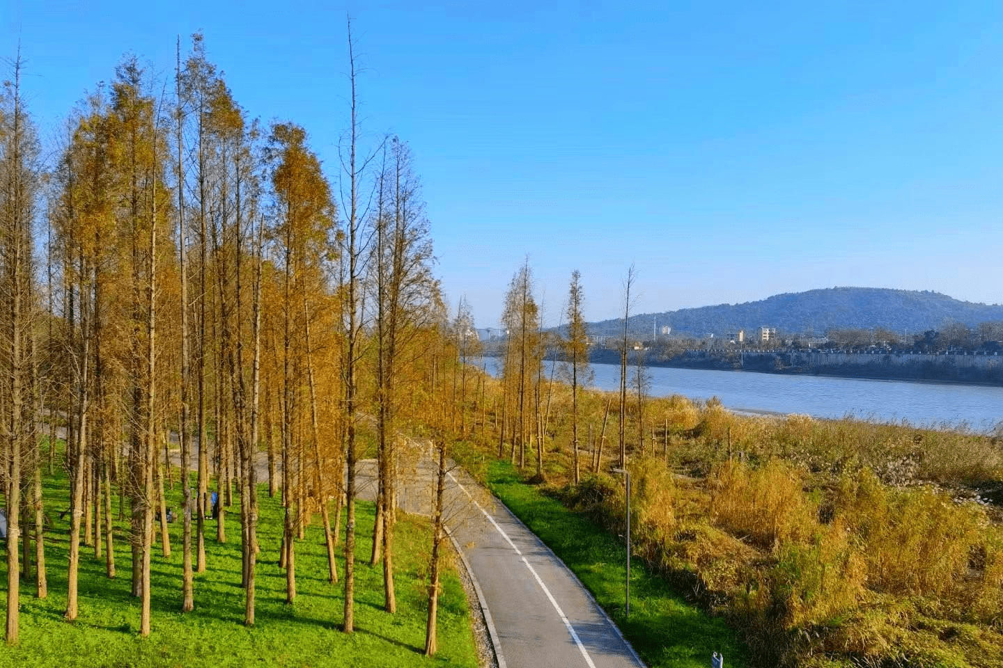 长沙一小岛走红,比橘子洲人少适合遛娃赏秋,免费却少有游客知_巴溪洲