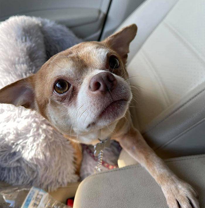 一直长得奇丑无比的"吉娃娃",却让上百人抢着领养_宠物_普兰瑟_斯蒂