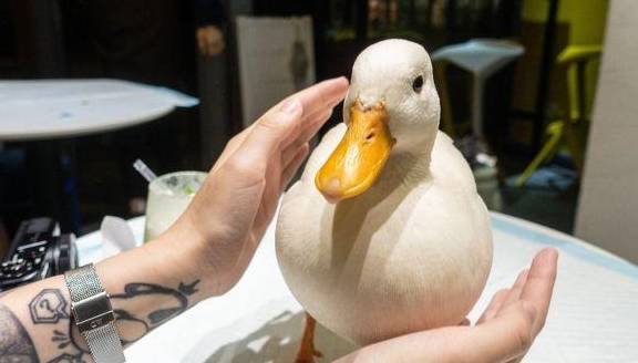 "网红鸭"带火一家咖啡店 顾客排队数小时只为玩王思聪同款鸭_柯尔