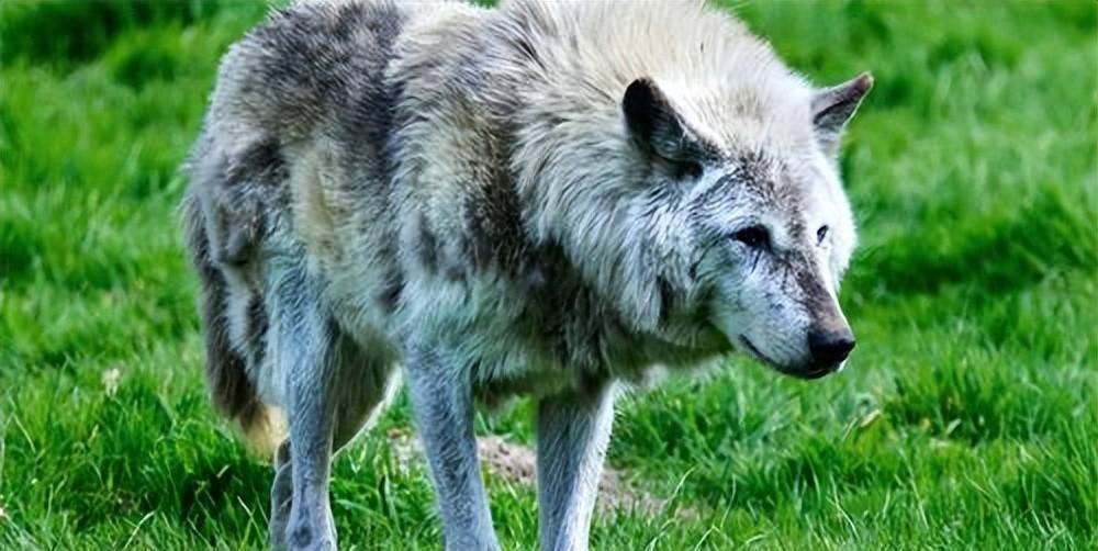 母狼难产,公狼到军营附近求助,为感谢女军医,野狼帮忙站岗放哨_陆曼