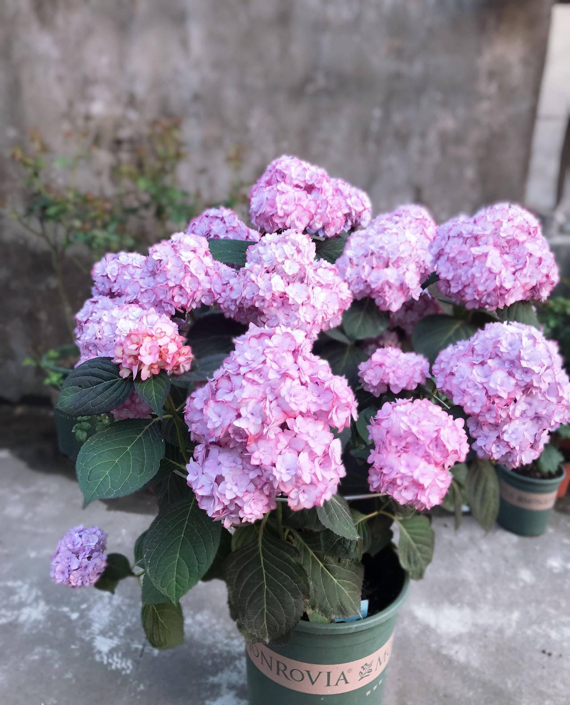 阳台盆栽佳品—纱织小姐,花大如绣球,花色梦幻,花期跨三季_品种_无尽