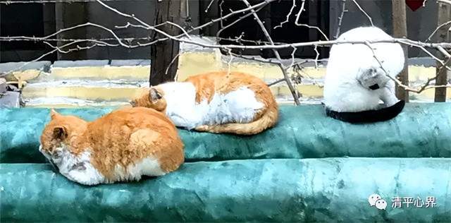 猫咪服展秀隆冬