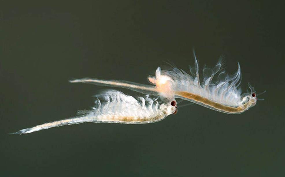 云南山村出现怪异双色虾,耐高温不怕沸水,村民们都非常恐惧_水塘_仙女