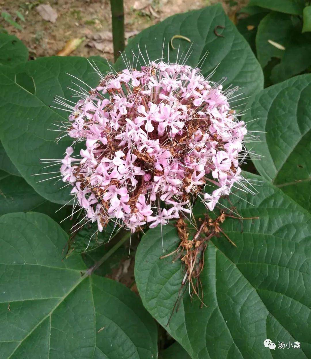 臭牡丹有什么功效呢