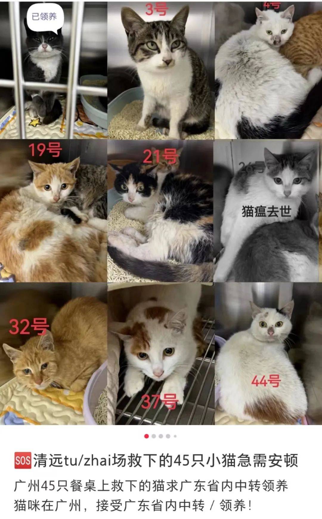 告急分散！廣東清遠發現屠宰貓窩點，救下46只貓，求領養！
