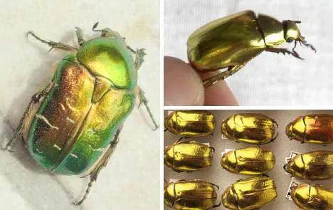 "身价最高",世界最漂亮的昆虫之一:"黄金龟甲虫"_身体_粪便_体型