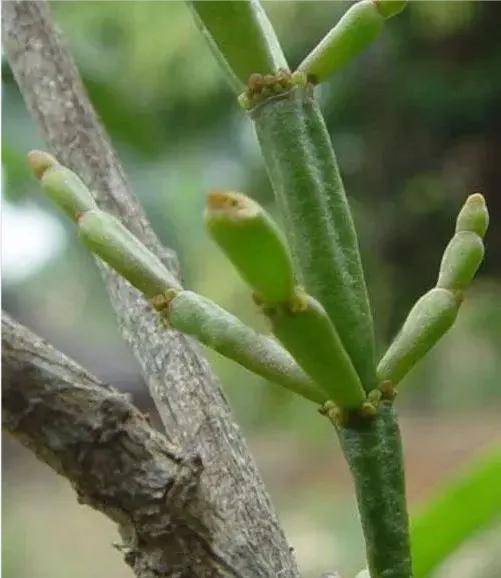 槲寄生_茶叶_价格