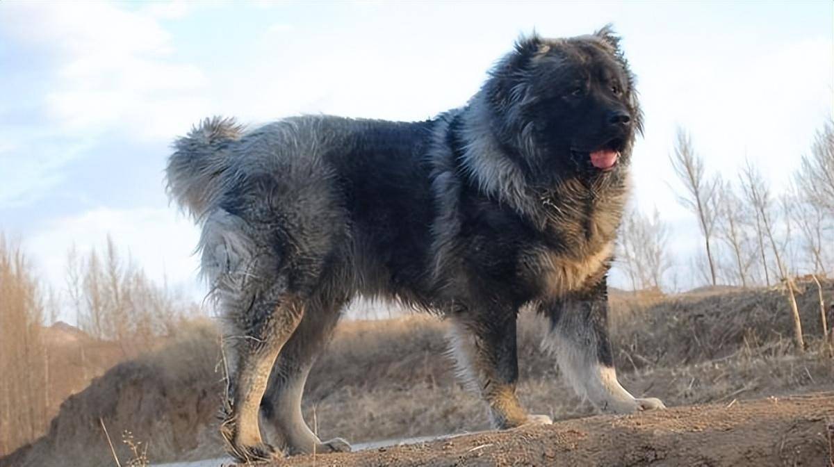 世界上体型最大的5种猛犬,藏獒在它们面前,看着像玩具