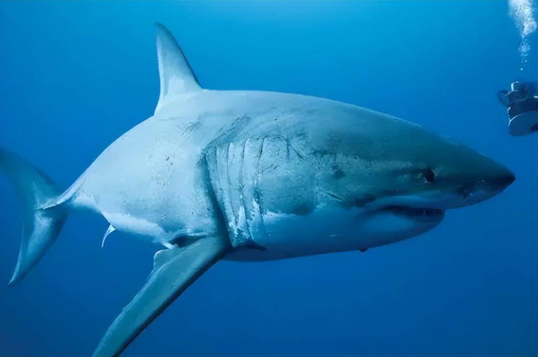 世界上最大鲨鱼名字图片