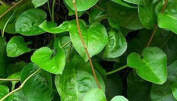 这种不起眼的植物,不仅具有很高的药用价值,还是天然的野生蔬菜_三七
