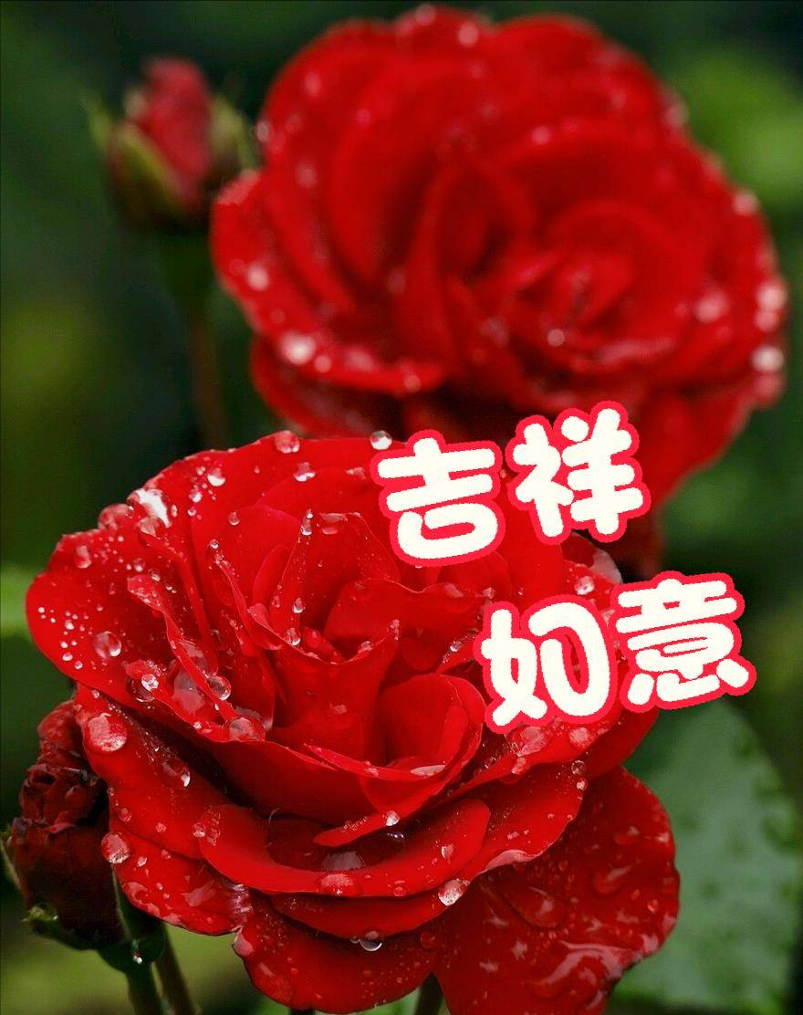兔年到,真热闹,花送祝福新春好,愿您今朝常欢笑;吉祥如意伴随你,幸福