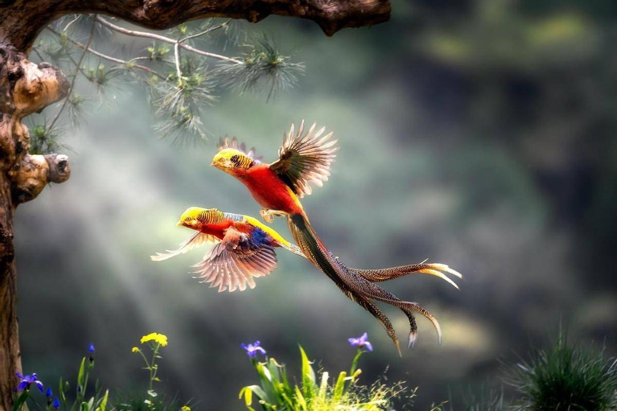 山西大爷误将国家保护动物当凤凰养,养到40多只,专家:接着养_郭存锁