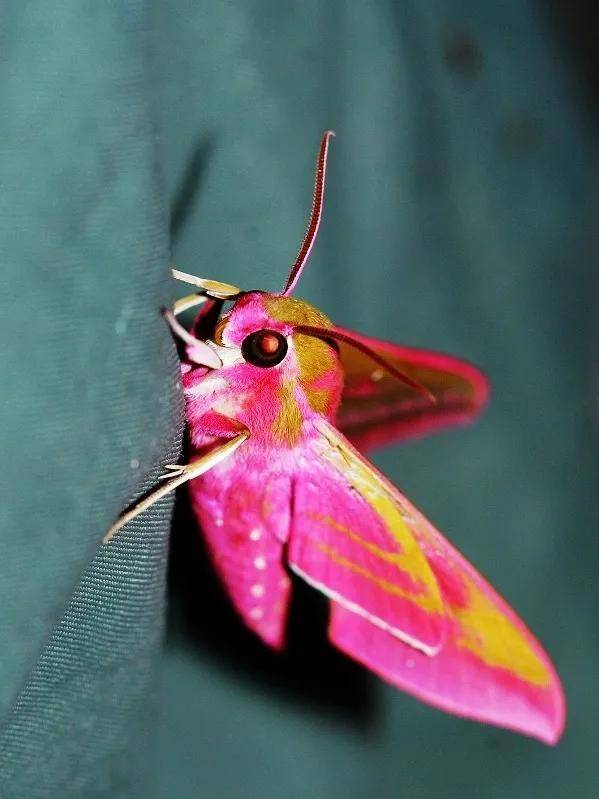 我们身边,幼虫像蛇,成虫又极其好看的飞蛾_天蛾_是一种_敌人