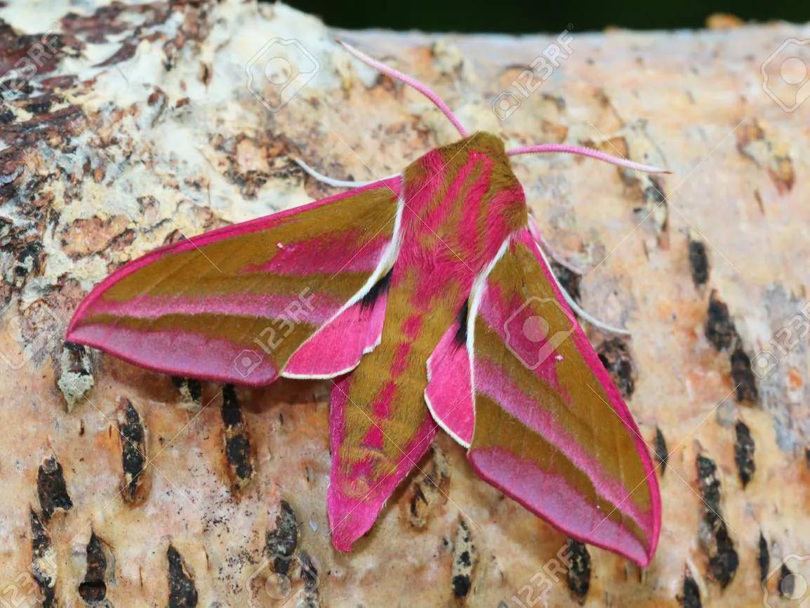 我们身边,幼虫像蛇,成虫又极其好看的飞蛾_天蛾_是一种_敌人