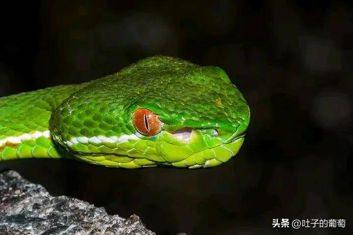 来认真瞧瞧竹叶青是双眼皮还是单眼皮_青蛇_毒蛇_福建