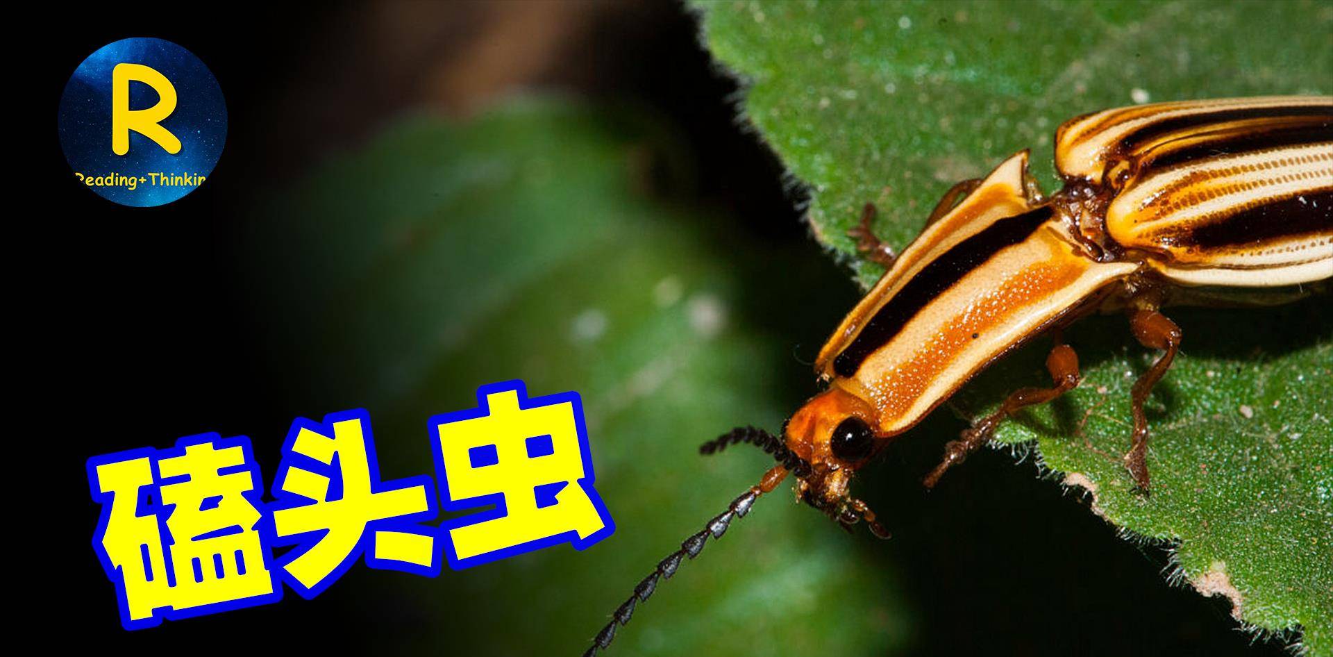 注:1,磕头虫可能是世界上名字最多的甲虫了,打铁虫,打瓜子,板命虫