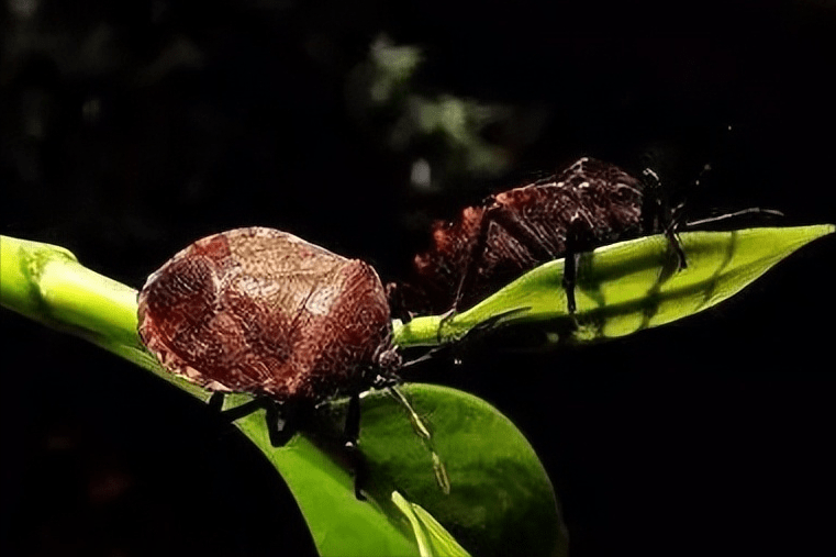 奇臭无比的"臭屁虫",真的能吃吗?