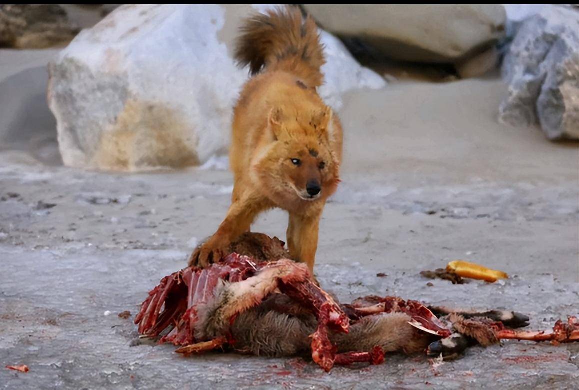 狗獾等动物对农作物的破坏较大北方豺能控制这些动物的数量对农业生产