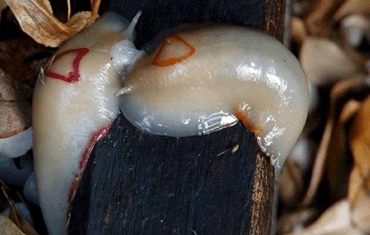 它身上有透明约沾液,让人特别恶心_蛞蝓_蜗牛_软体动物