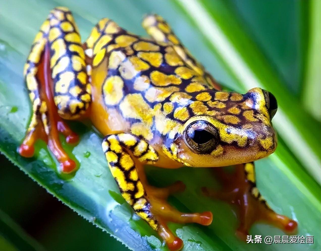五颜六色的青蛙对人也有一定的危害性,说出来你可能不相信?