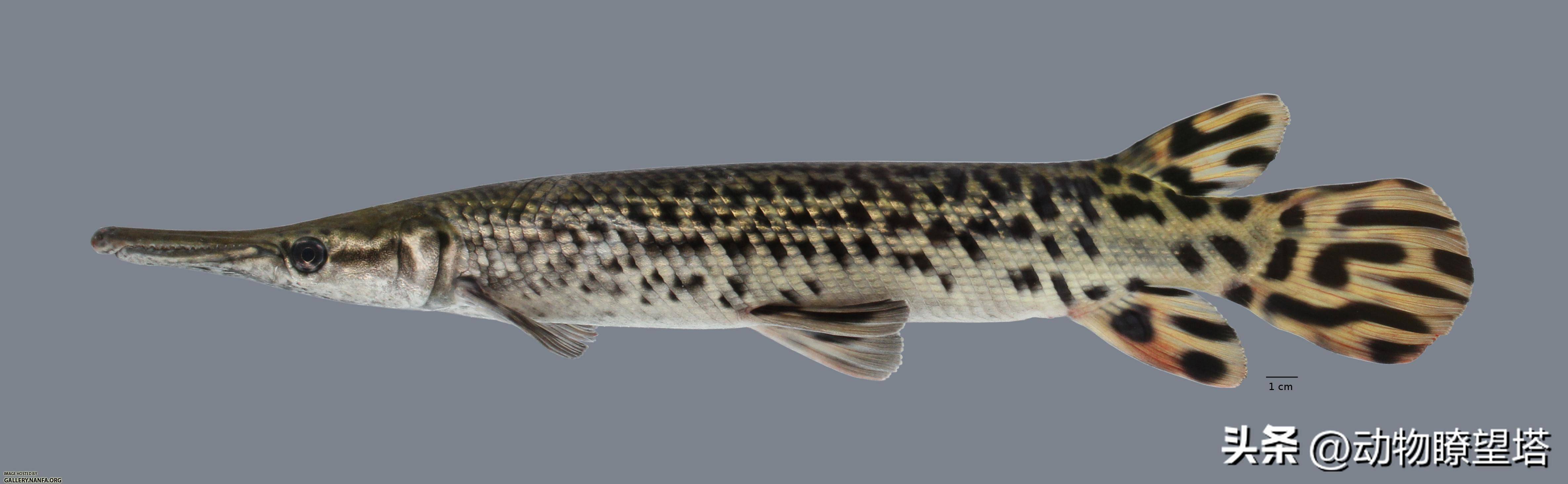 三千万人围观抓捕的"鳄雀鳝"到底是什么物种_美国_牙齿_鳞片