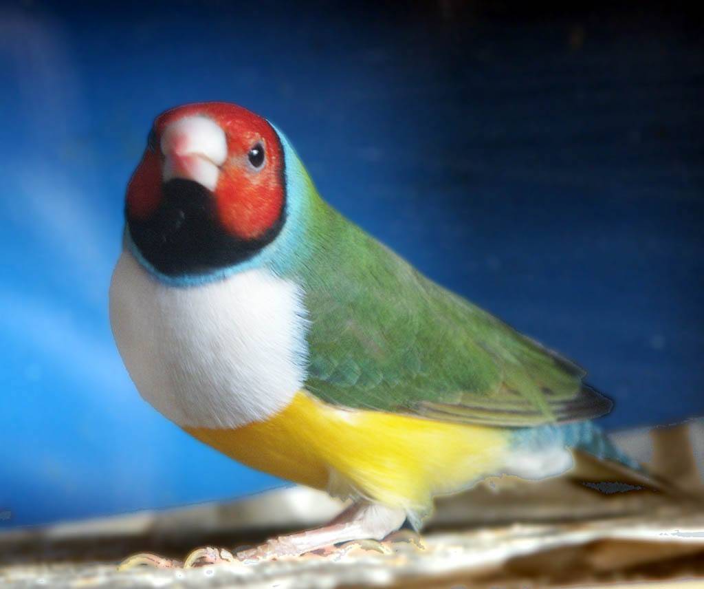 在美与丑的边缘横跳,比大熊猫还稀少_雌鸟_极乐鸟_羽毛