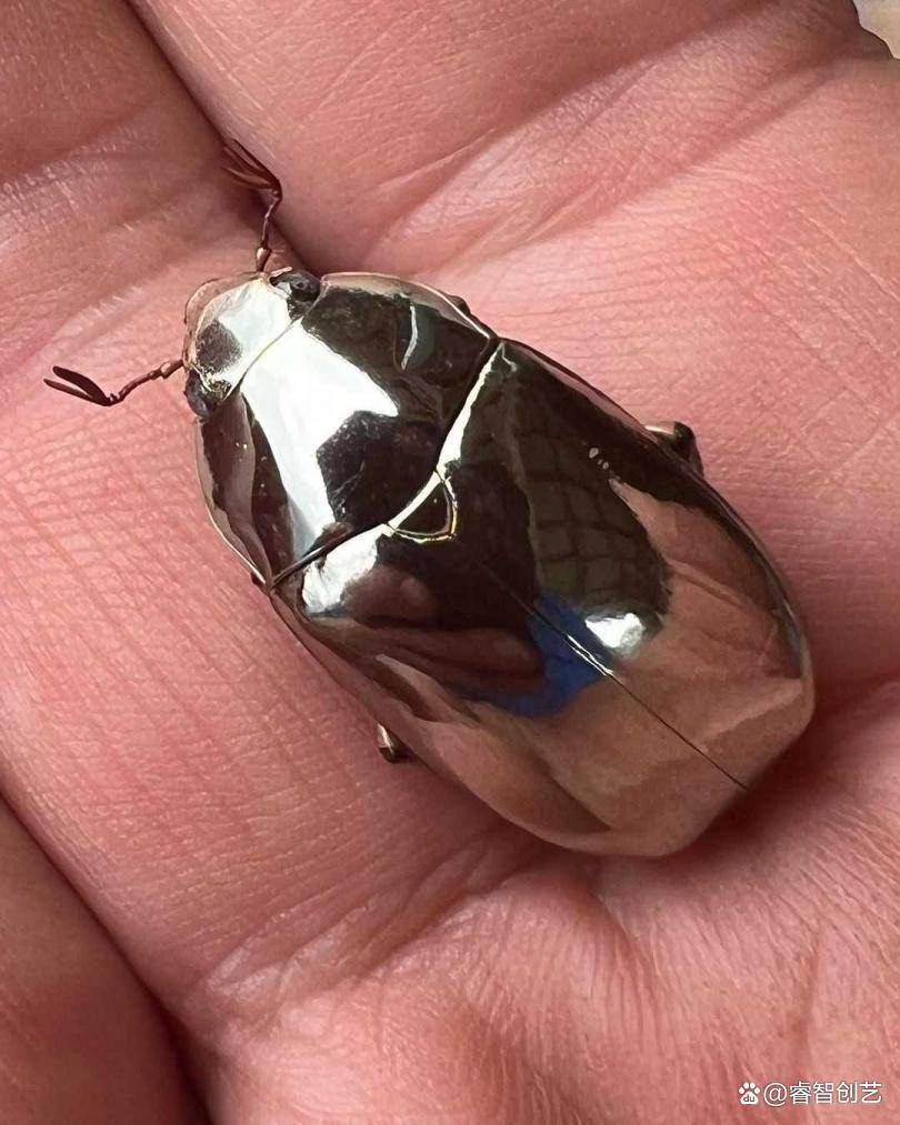 世间罕见-哥斯达黎加发现最独特的「银色金龟子」_甲虫_farmer_金属