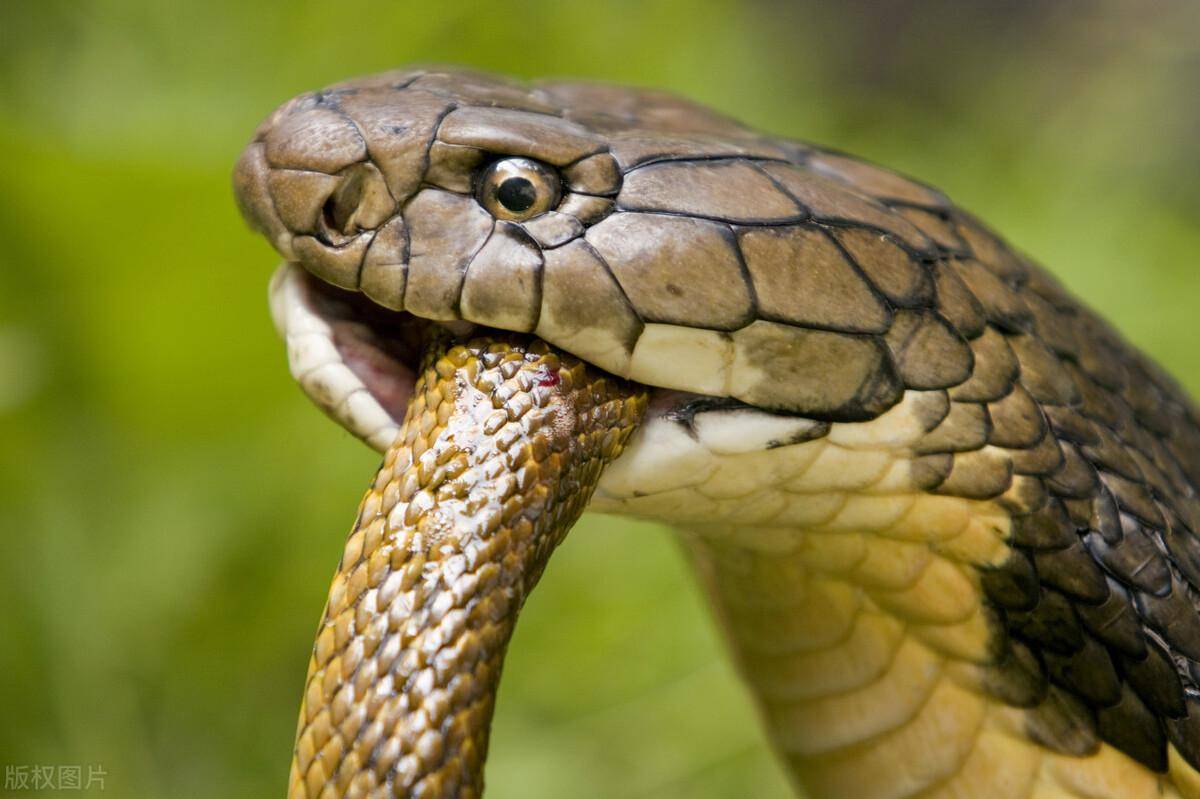 世界上最厉害的蛇图片
