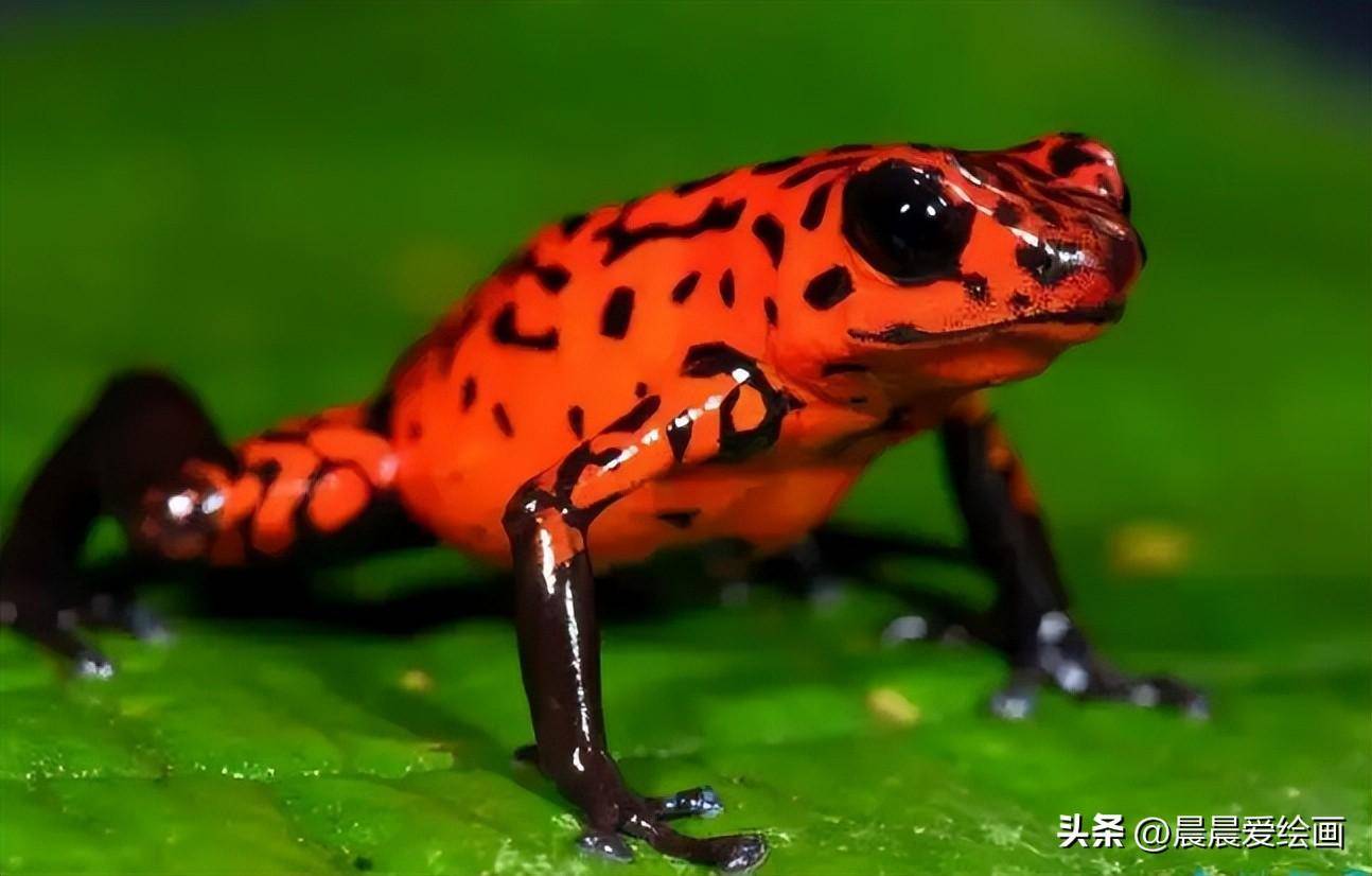五颜六色的青蛙对人也有一定的危害性,说出来你可能不相信?