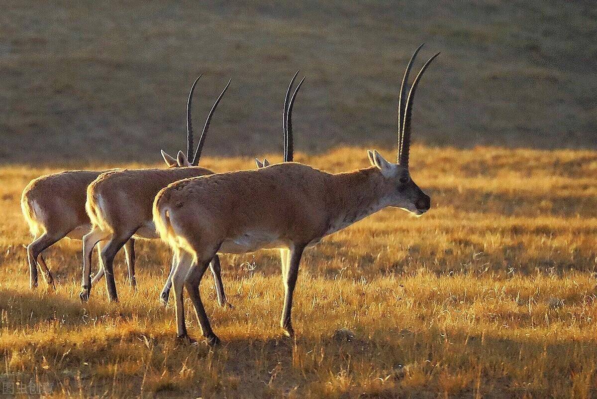 西北藏羚_高原_动物_海拔