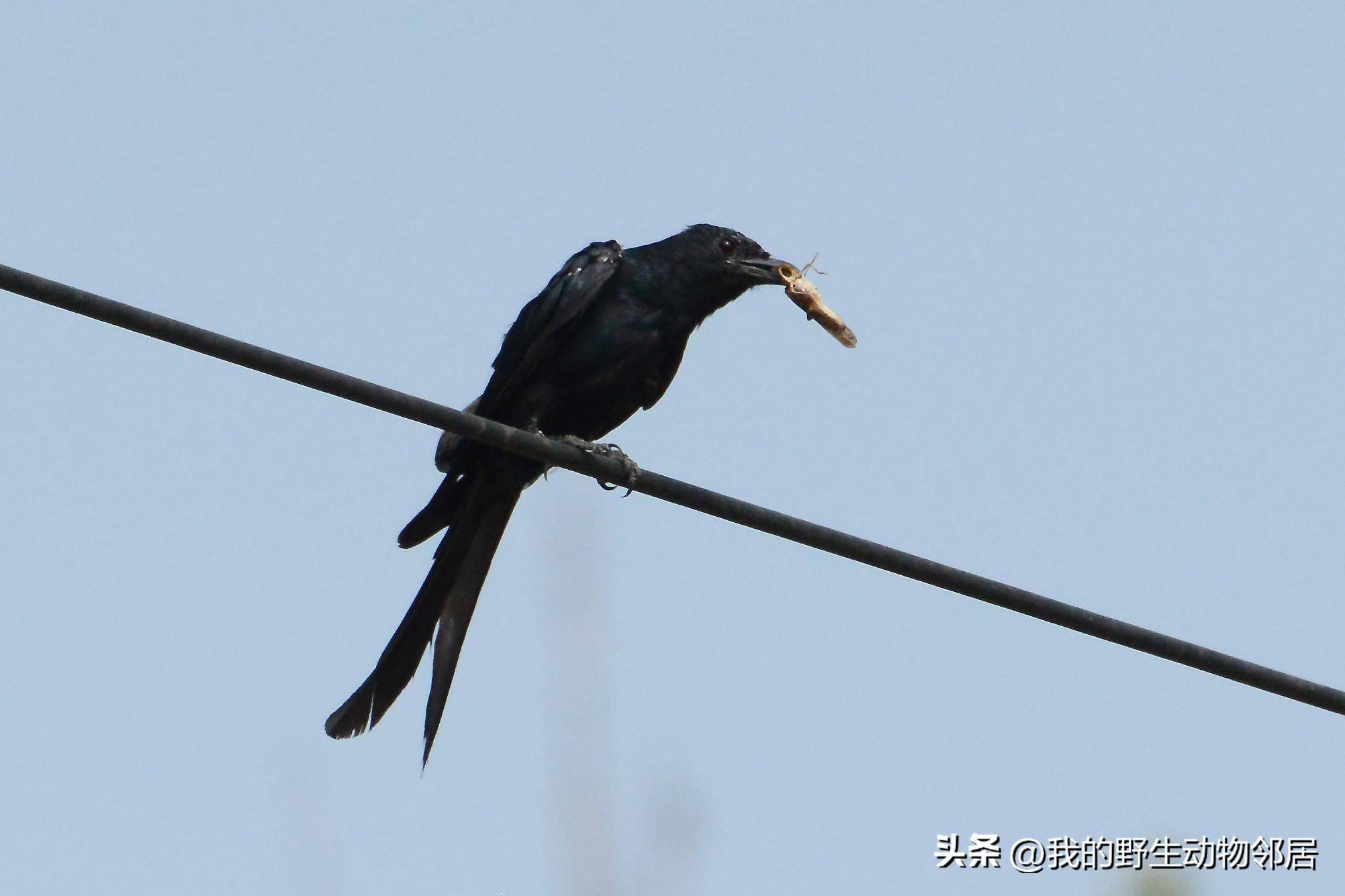 它的名字叫"黑老婆儿"_中国_昆虫_动物
