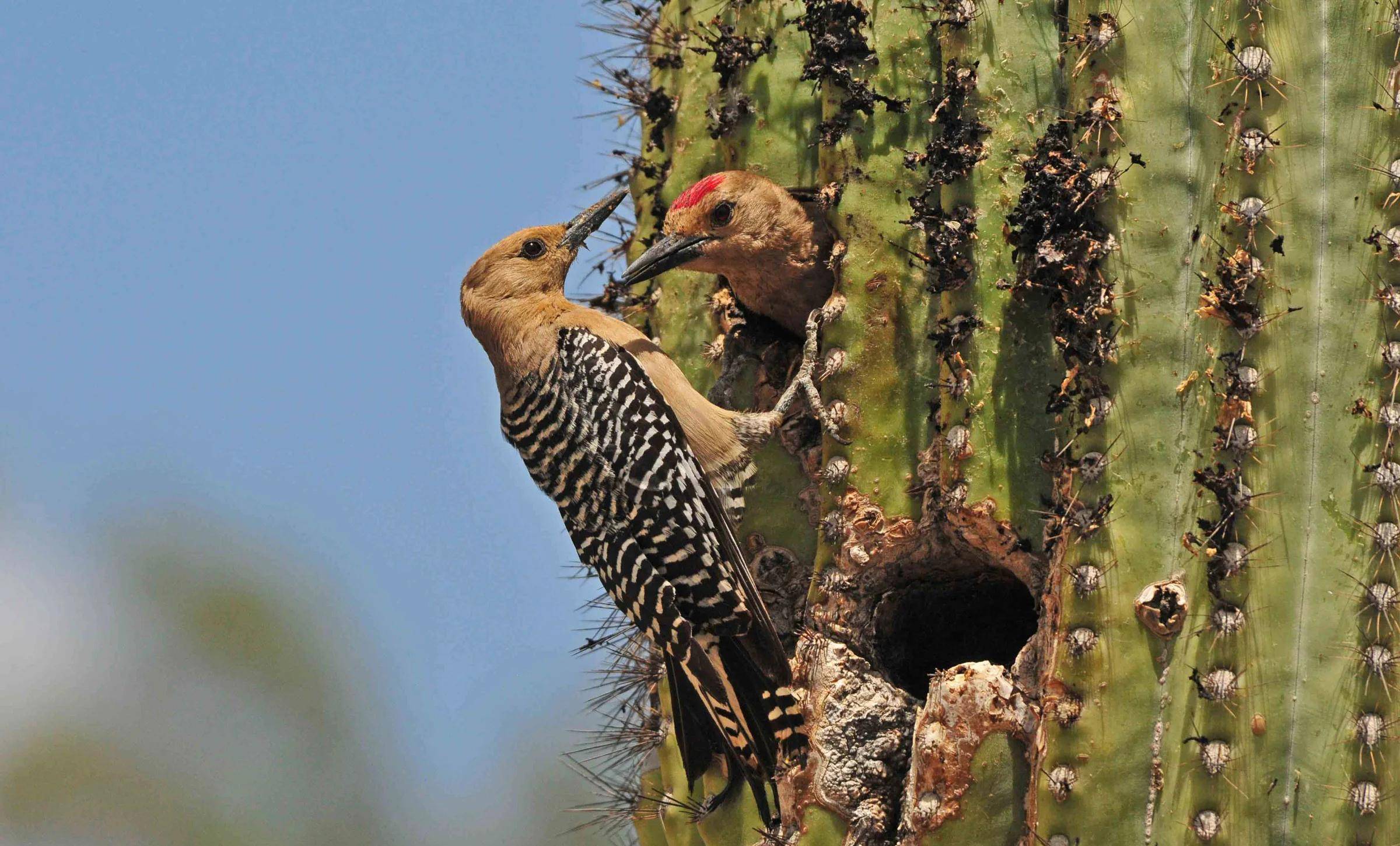 啄木,啄木,没有树木的地方,依然有啄木鸟在飞翔_吉拉_鸟类_舌头