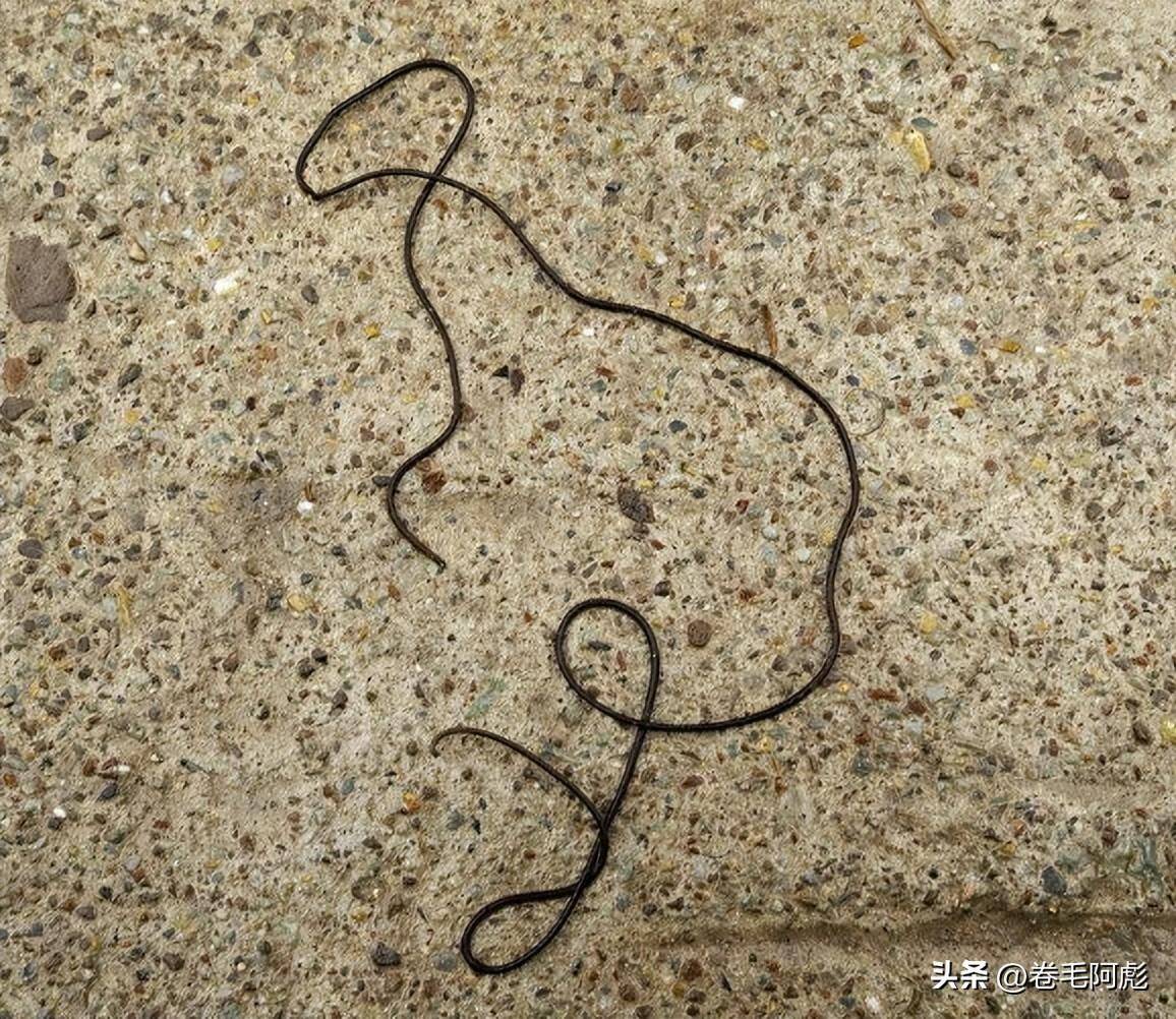 铁线虫：最恶毒的寄生虫，控制寄主跳水身亡，也许人类也难逃噩运_搜狐网, image size:1156x1002