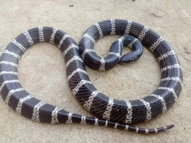 信德环蛇取代银环蛇,2毫克毒液能至人死亡,打了血清也死伤过半_陆地第